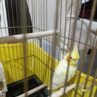 عروس هلندی نر و‌ماده
