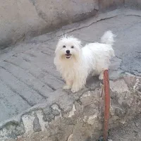 سگ پامر|سگ|مه ولات, |دیوار
