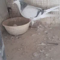 چندتا نر خرقه