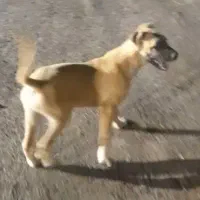 توله نر سرابی