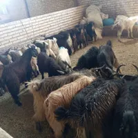 تعداد 35عددبیگ|حیوانات مزرعه|دزفول, |دیوار