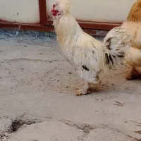 مرغ و خروس برهما و سلطان