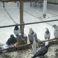 تعدادی کبوتر