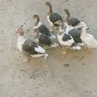 غاز