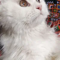 واگذاری گربه