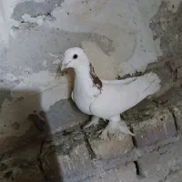 کفتر پرشی اویناخ