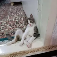 گربه