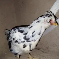 فروش گلین فول کیفیت ریشی چهل تاژ