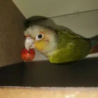 گم شده الان پرنده گیرینچیک سبز رنگ