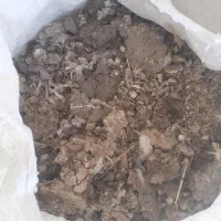 زیل کبوتر