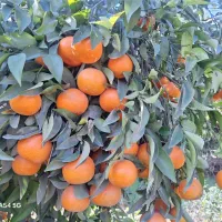 استخدام نگهبان برای باغ میوه