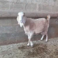 بز دوقلو باکهره