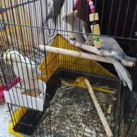 عروس هلندی نرو ماده همراه جوجه ها