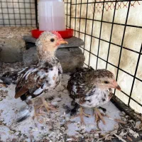 فروش ۱۰عدد جوجه زینتی