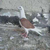 دوکت پلاکی