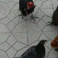 حیوانات مزرعه