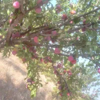 آلو|خوردنی و آشامیدنی|باغ حلی, |دیوار