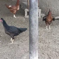 مرغ و خروس محلی