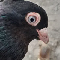 کبوتر نر صرب اصلی درجه یک