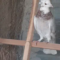 کبوتر