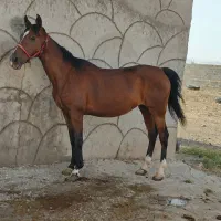 اسب مادیان ۵ ساله