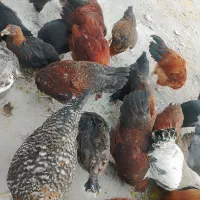 مرغ و خروس ۷ ماه