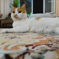 گربه سفید نارنجی