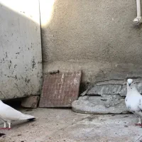 کفتر دم سیاه