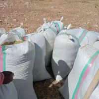 جاشیر