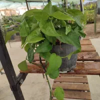 پتوس|گل و گیاه طبیعی|ساوه, |دیوار