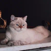 گربه نر جهت جفت گیری با ماده شما ....