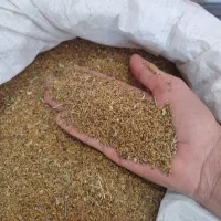 بذر یونجه بغدادی