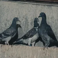 کبوتر جوجه هیچ بند