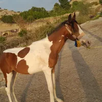 اسب