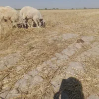 عبودی پارک گمبوعه