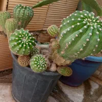 کاکتوس