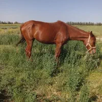 اسب مادیان 35000 ملیون