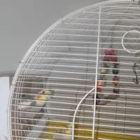 عروس هلندی مولد