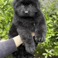 ژرمن بلک ماده شولاین اصیل