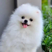 توله سگ فانتزی عروسکی سایز صفر