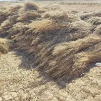 فروش فوری 1 تن جارو صحرایی