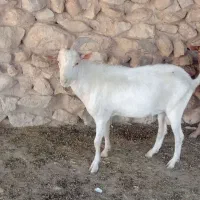 فروش. 4 راس نربز سانن 2 راس 1 سال 2راس 6 ماه
