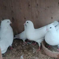 فروش جوجه
