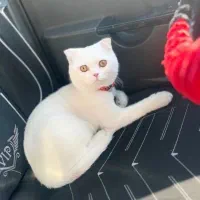 اسکاتیش
