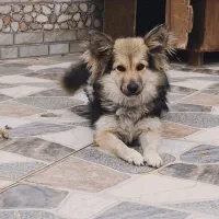 سگ پامر اشپیتز