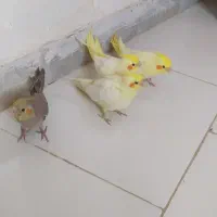چهار عدد عروس هلندی