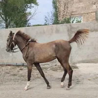 کره 25ماهه نریان