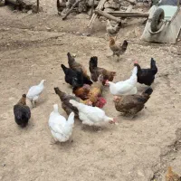 مرغ بومی تخم گذار