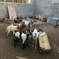 بز نقشی