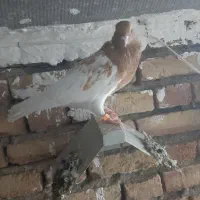 کبوترباش ساری